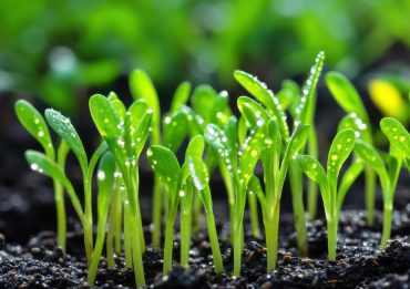 Higher Antioxidant Content