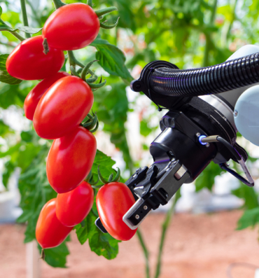Choosing the Right Variety of Potato to Grow